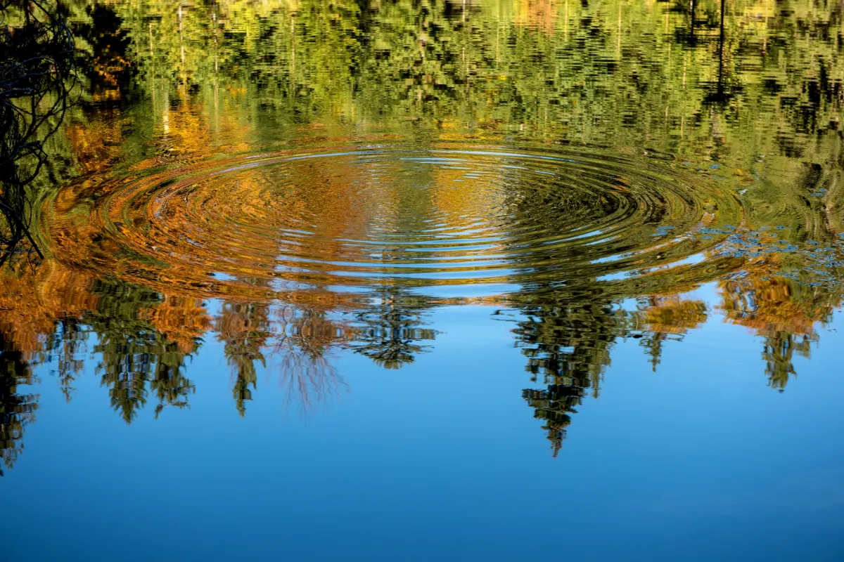 Reflection of the autumn forest